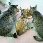 ち～にゃん♪