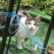 はるの画像