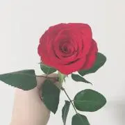 はなこ