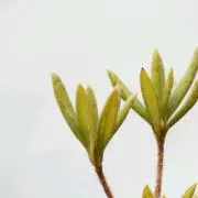 なーちゃんの画像