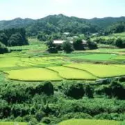 だいの画像