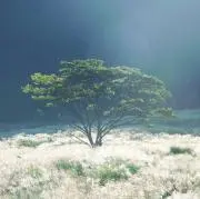 yyyの画像