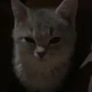 ∧⑅∧