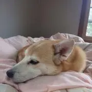 楽学の画像