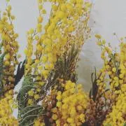 mikanの画像