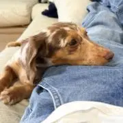 むぎちゃ！