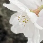 ぴぴの画像