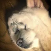 むーたの画像