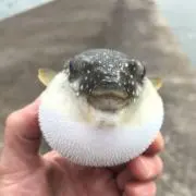 ナブラ