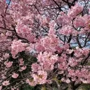 チアサンの画像
