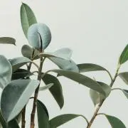 葉隠