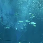 まみの画像