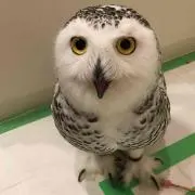 りょうちゃん