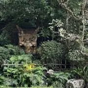 まつの画像