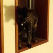 セイゴの画像