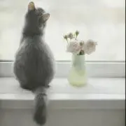 suiha(˶' ᵕ ' ˶)