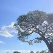 パグパグの画像