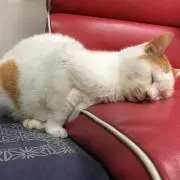 パン吉