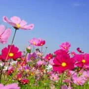 ✩くらえいじゅうの画像