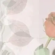 Shy Girl【即購入大歓迎】の画像