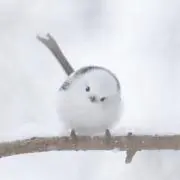 クマちゃんの画像