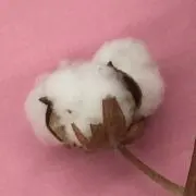ふわふわの森の画像
