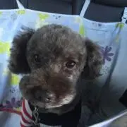 しぇーんの画像