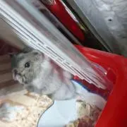 らてちの画像