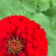 リンリン