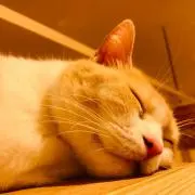 ふくちゃんの画像