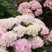 Kyayon♡♡の画像