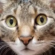 キジトラ家の画像