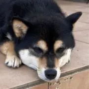 kumappen0044の画像