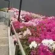 mifuoの画像