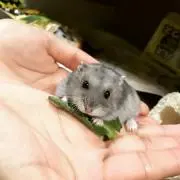 ななみ