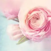 ぽっぽの画像