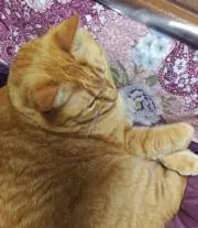 チャッピーの画像