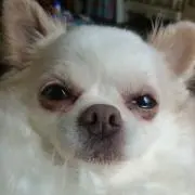 けだまの画像