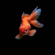 ちたにうむの画像