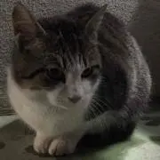 ささき