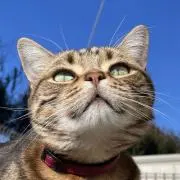 みじんこ