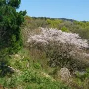 遮那の画像