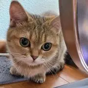 さきの画像