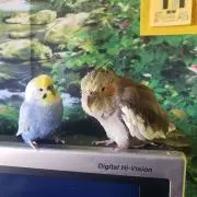 エリオナ