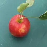 sの画像