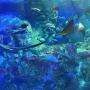 くろの画像