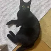 橙@猫飼いなうの画像