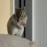 普