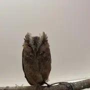 かんじゃんけじゃん