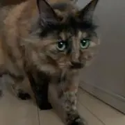 ちょび